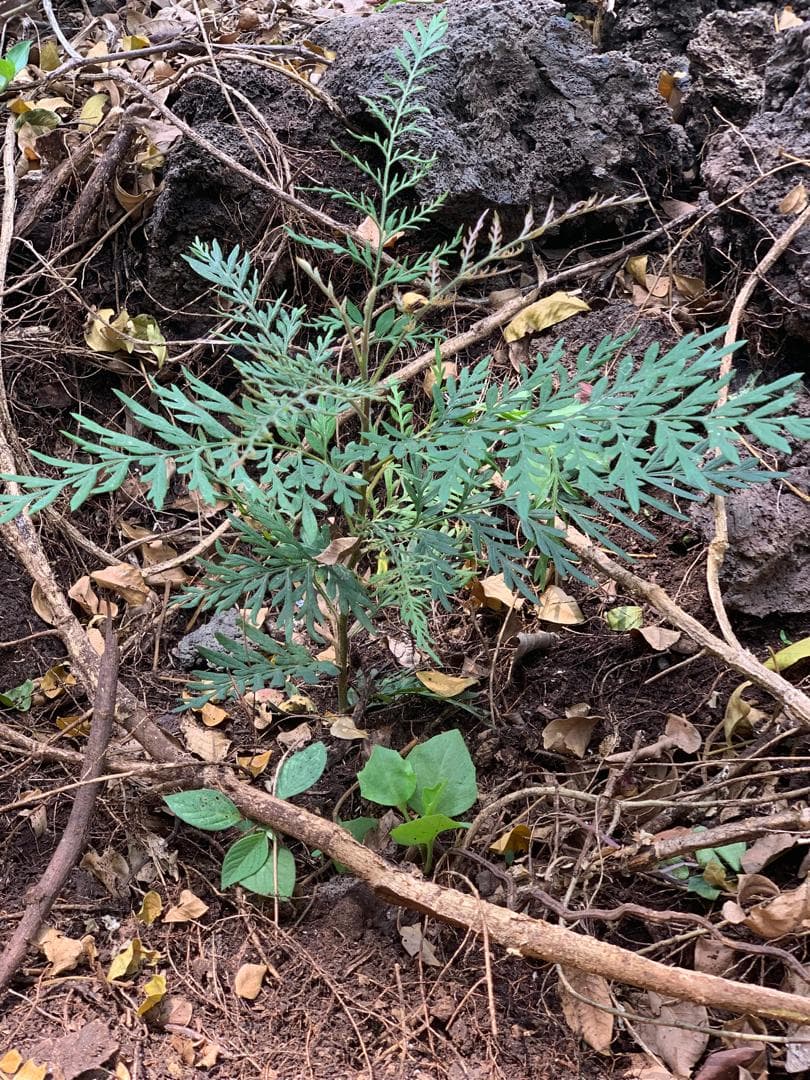 Jeune plantule sur un terrain de restauration environnementale